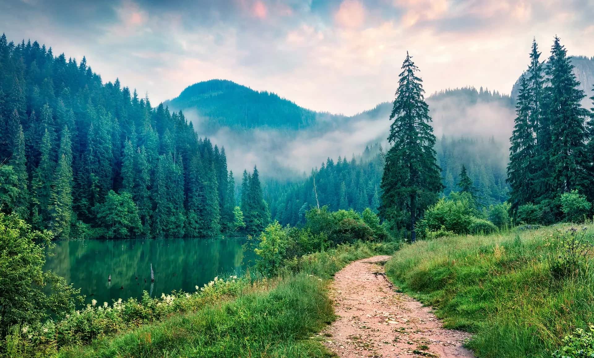 Forêt naturelle